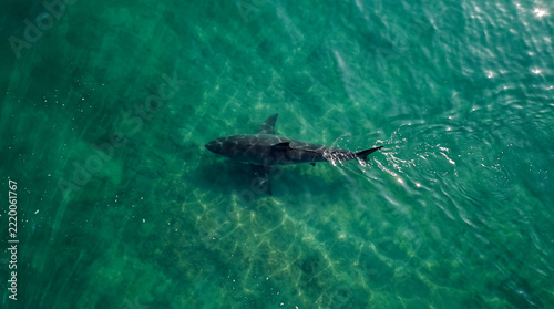 Vista aérea de un tiburón nadando en aguas verdes y turquesas del océano, captado desde un dron con luz natural y estilo documental hiperrealista.