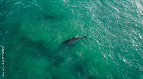 Vista aérea de un tiburón nadando en aguas verdes y turquesas del océano, captado desde un dron con luz natural y estilo documental hiperrealista.