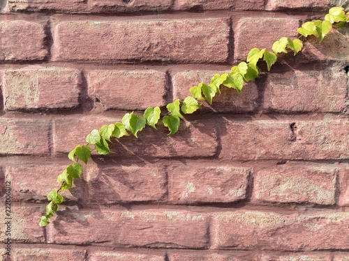 Background: red brick wall covered with green ivy in autumn