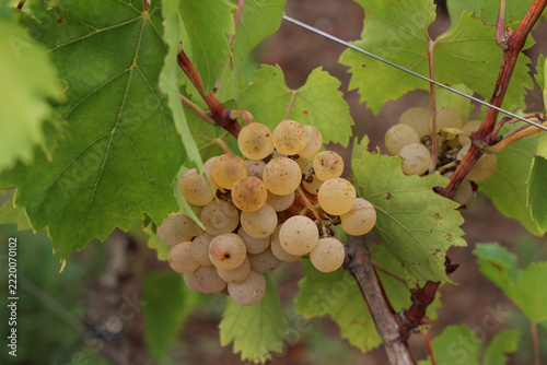 Grapes are ripening in the vineyard