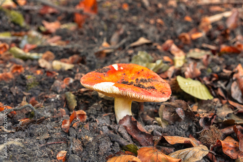 Vivid Orange-Red Mushroom on Forest Floor, Heverlee Bos