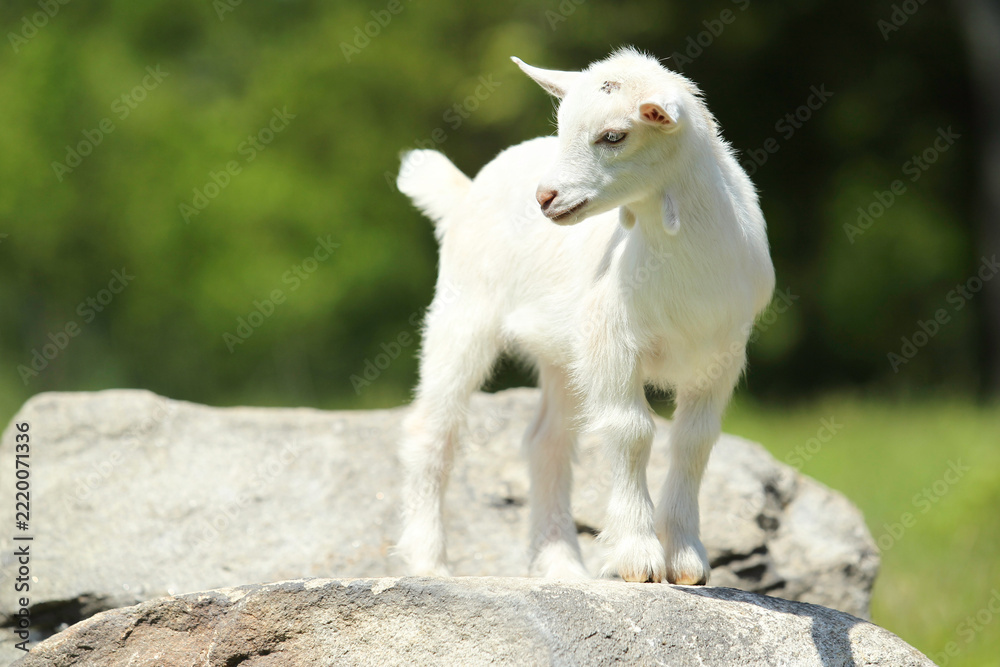 Fototapeta premium Cute White Baby Goat Standing on a Rock in a Sunny Meadow