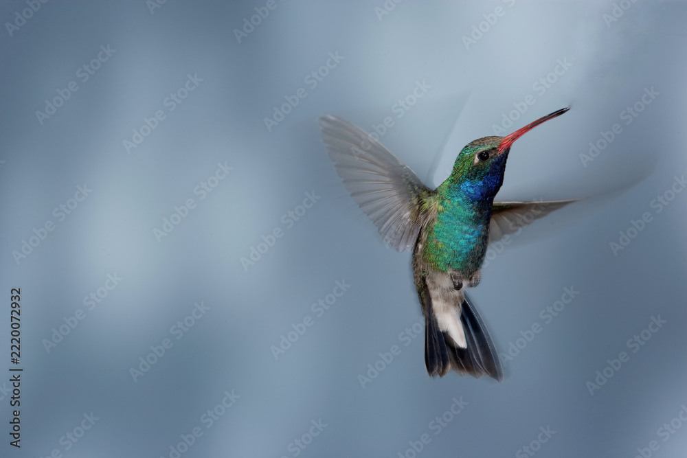 Fototapeta premium Broad-billed hummingbird in flight with motion