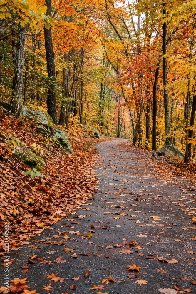 Fototapeta premium Autumn Forest Walkway Covered with Fallen Leaves in a Vertical Composition