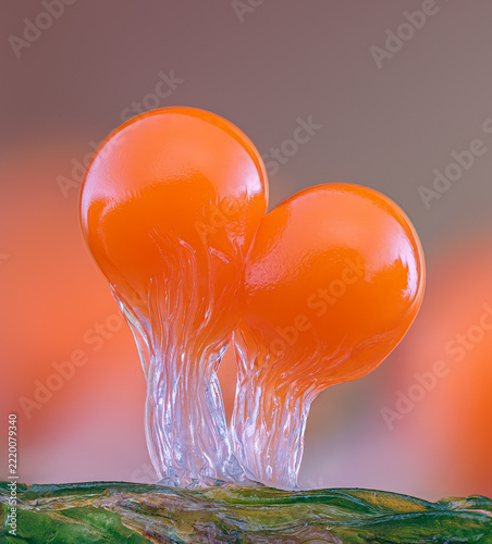 Orange slime mold - Trichia decipiens, it's a small protist organism