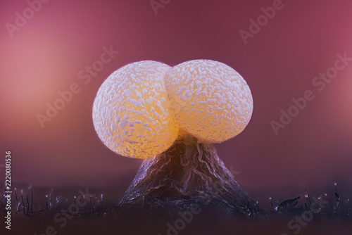 Slime mold - Physarum viride. It's a small protist organism