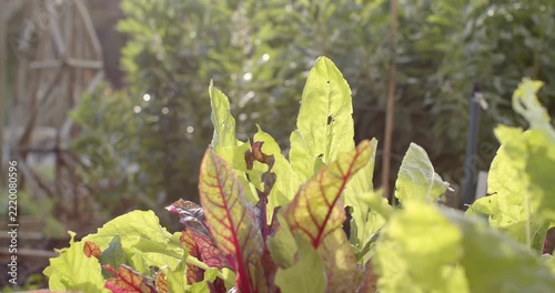 Red-veined leaves are rippling in light breeze, camera shifting focus, droplets catching sun on bed