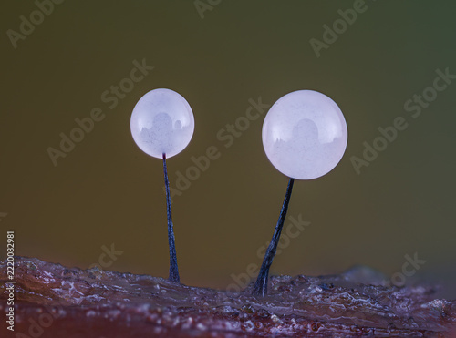 Slime mold - Comatricha nigra. It's a small protist organism