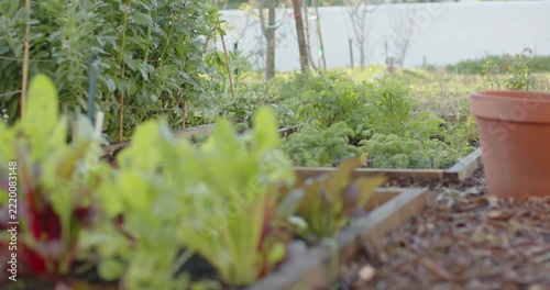 Camera is shifting and pulling focus toward lettuce and chard in raised planter to highlight greens