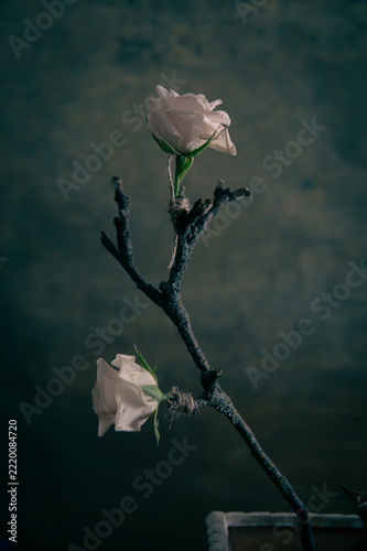 Flowers on a deadwood