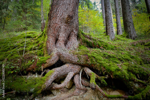 Mighty tree roots covered with green moss growing on forest floor in bavarian woodland