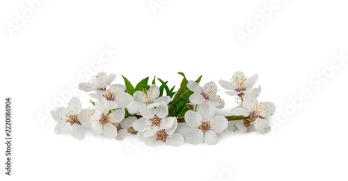 Plum flowers isolated on a white background