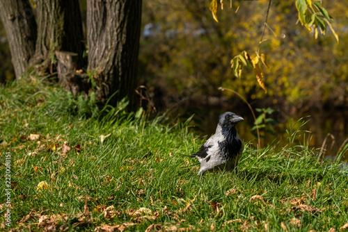 Hooded crow standing on grassy slope with fallen leaves near tree trunks and pond in autumn park