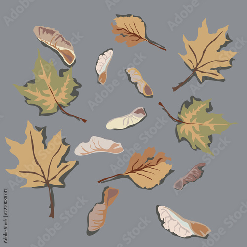A beautiful natural pattern of maple samaras on gray asphalt. An autumn mood captured in nature's undulating lines. Eco-friendly design