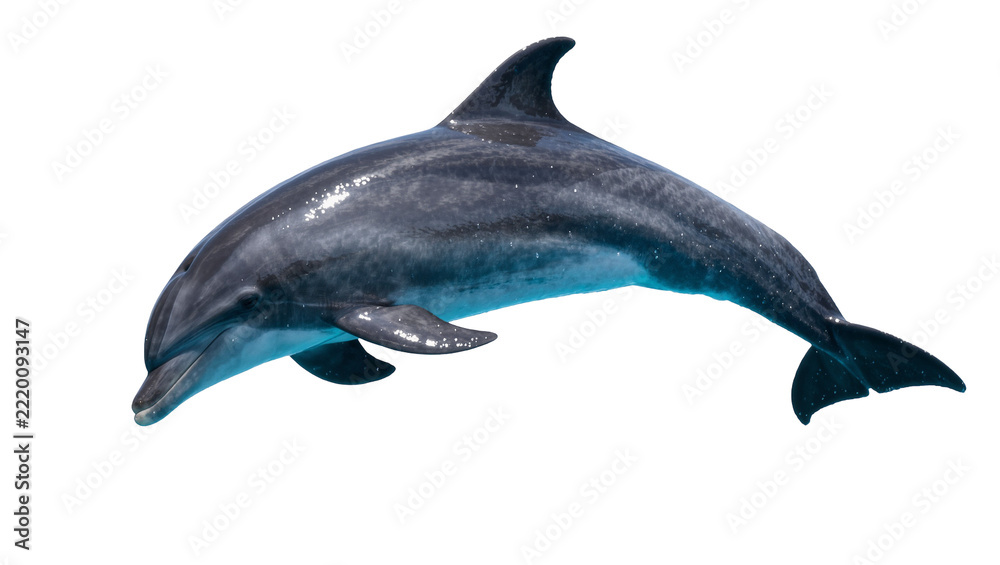 Fototapeta premium Sleek grey dolphin with smooth skin, isolated on transparent background