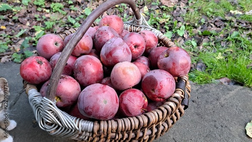 Wicker basket filled with ripe red apples resting on grass and stone pavement in an outdoor garden setting, abundant seasonal fruit harvest