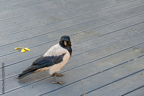 Hooded crow walking on gray wooden deck with small yellow leaf, high angle view