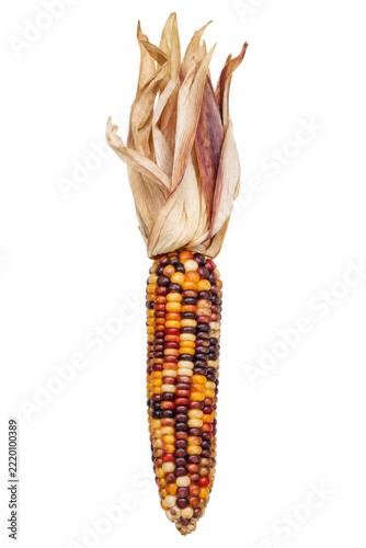 Vibrant Indian corn cob with multicolored kernels and dried husks stands upright on a clean white background
