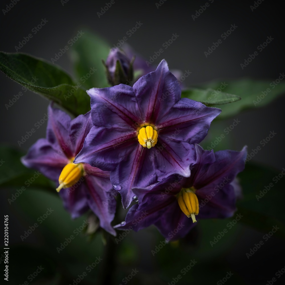 Obraz premium Beautiful macro close-up of vibrant purple potato flowers with yellow stamen blooming in a garden setting