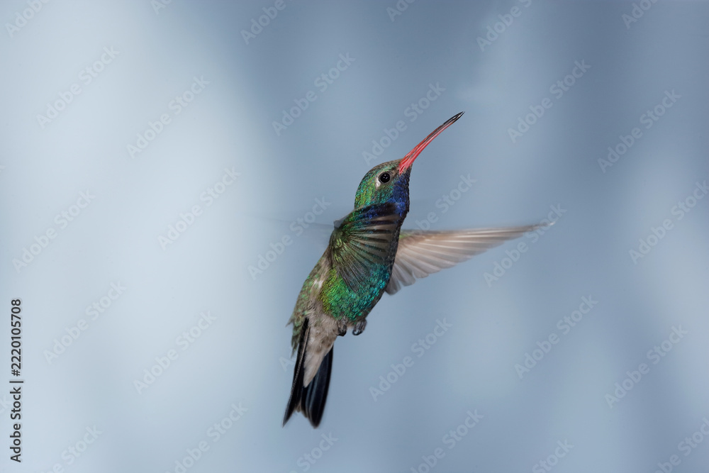 Fototapeta premium Broad-billed hummingbird in flight with motion