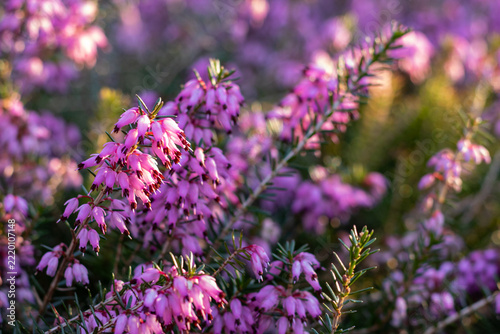 Pink winter heath branches flowering in sunlight