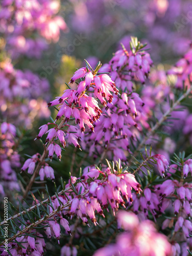 Close up of pink winter heath flowers, Erica carnea