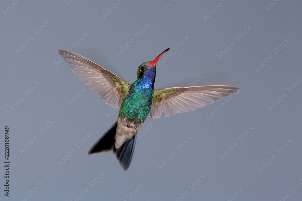Fototapeta premium Broad-billed hummingbird in flight with motion