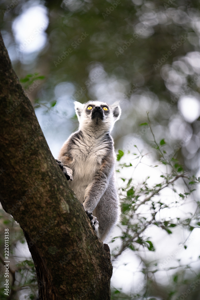 Fototapeta premium Ring-tailed lemur clinging to a tree trunk and looking up into the forest canopy at a wildlife sanctuary on the Garden Route, South Africa