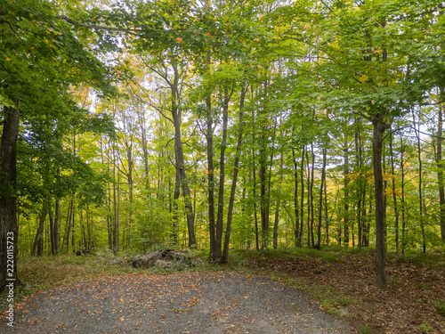Peaceful Woodland Forest with Green Canopy and Early Autumn Foliage