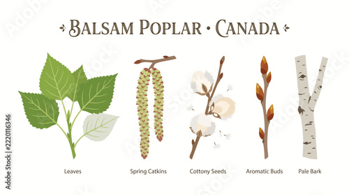 Very beautiful realistic botanical vector product set featuring balsam poplar leaves, spring catkins, cottony seeds, aromatic buds and pale bark. Label: 