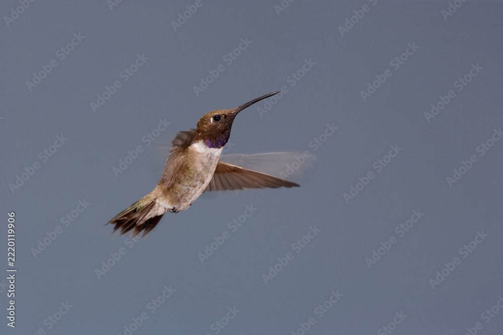 Fototapeta premium Black-chinned hummingbird in flight
