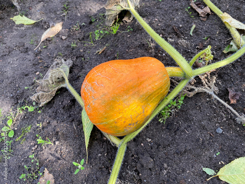 ripe orange pumpkin in the garden close-up