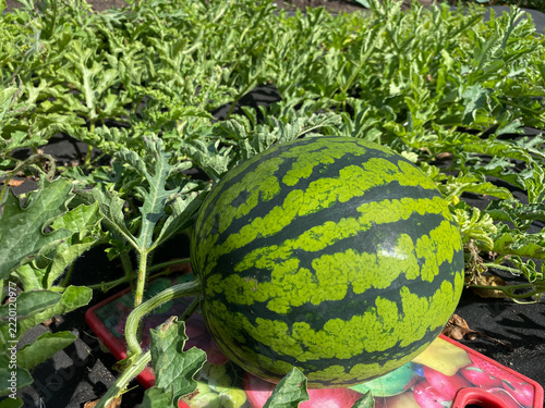 Close-up of a harvest of striped watermelons in the garden bed.
