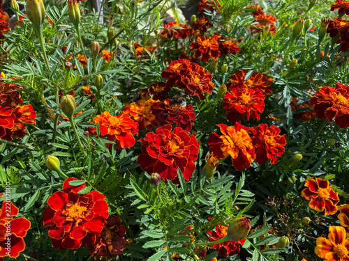 Insects pollinate the bright red marigold flowers. A bumblebee and butterflies hover over the flowers on a sunny day.