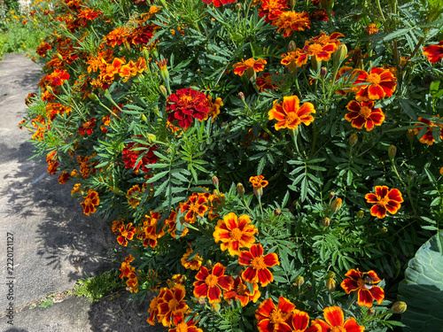 Insects pollinate the bright red marigold flowers. A bumblebee and butterflies hover over the flowers on a sunny day