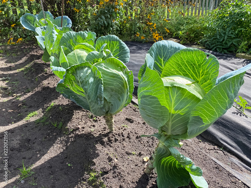 Cabbage growing process; close-up of a cabbage head in a garden bed.