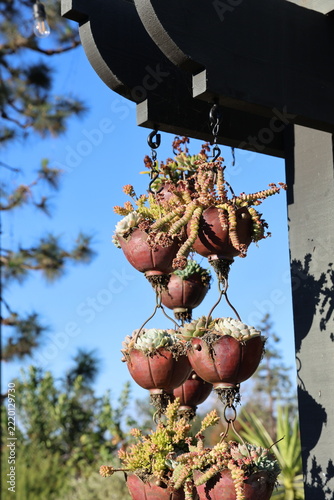 succulent hanging pots