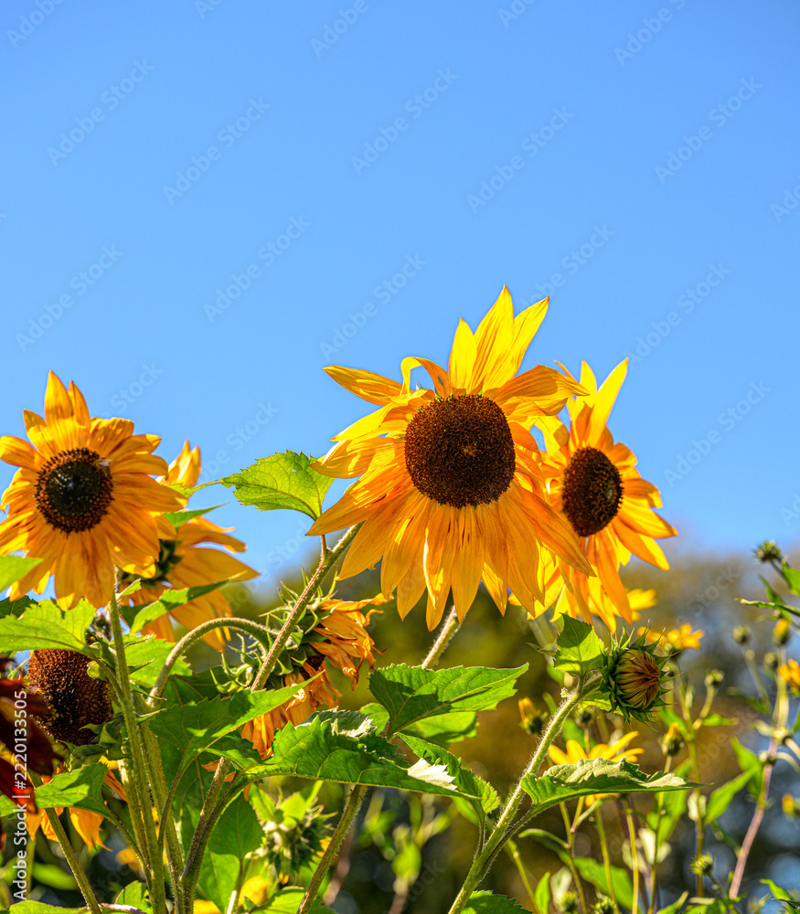 Fototapeta premium Common sunflowers Helianthus annuus reaching upward beneath clear blue summer sky.