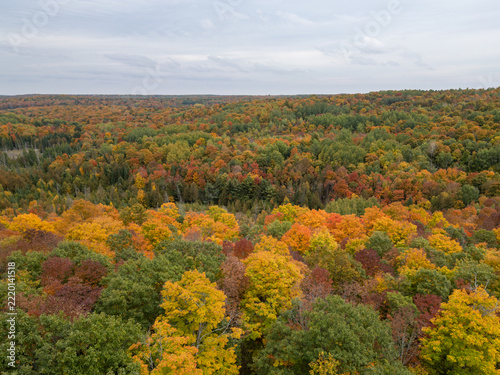 Autumn Colours Across a Vast Canadian Forest Canopy