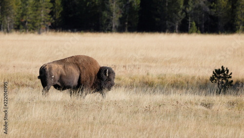 Buffalo grazes alone in golden grass field. Distant pine trees frame the quiet scene. Nature's calmness surrounds the solitary beast. Perfect for outdoor, wildlife, or wilderness themes. Animal: Bison