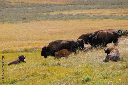 Bison graze and rest in golden, grassy plains. Young bison lie nearby, quiet and relaxed. Sunlight warms the open field and tall grass. Wild herd moves gently through vast, natural terrain