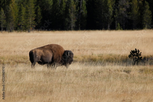 Bison stands alone in golden, dry grassland. Forest trees form a dark backdrop behind. Wild, natural setting evokes peace and solitude. Grassland stretches wide, untouched and open