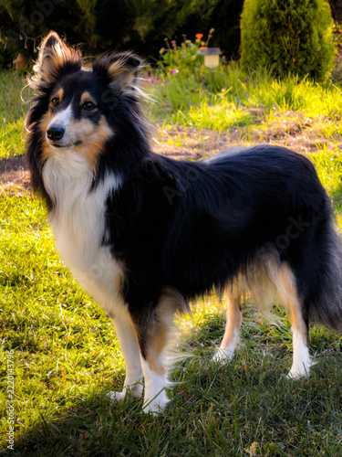 Fotografie sheltie dog