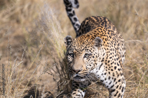 Obraz na plátně Leopard in the Savanna Grassland