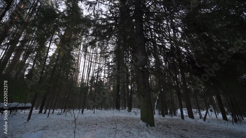 Snowy coniferous forest with tall pine trees and sunlight filtering through branches