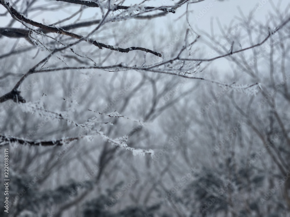 Obraz premium Frost-Covered Tree Branches Against a Soft Winter Forest Background