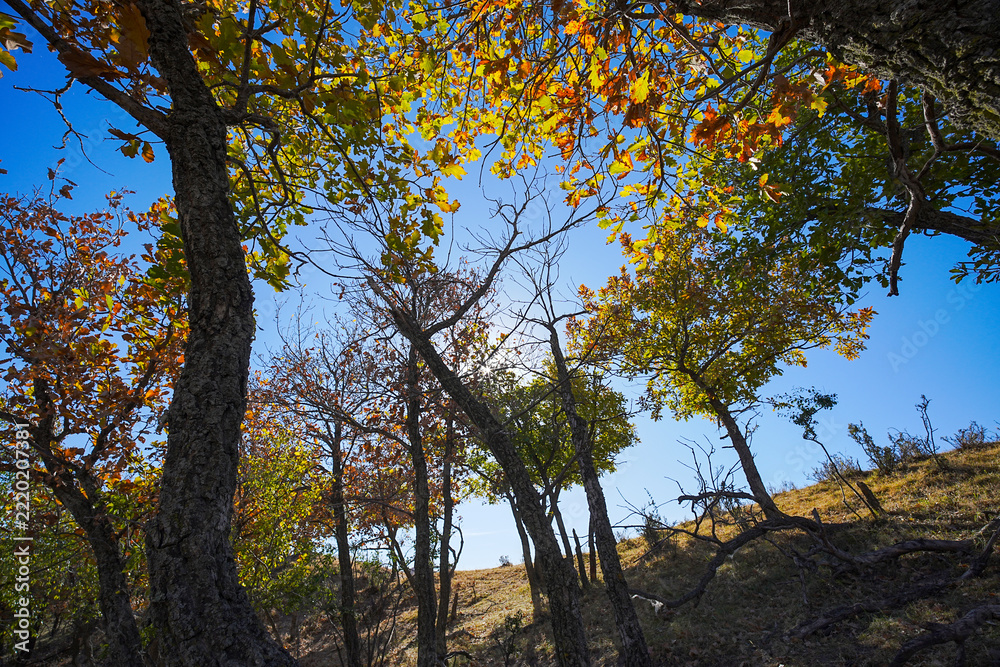 Fototapeta premium autumn forest hillside grassland blue sky nature landscape