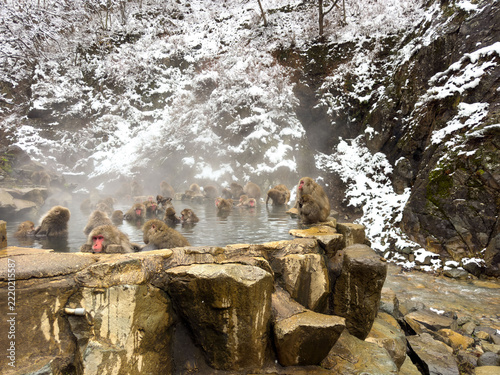 Photography Jigokudani Monkey Park, Nagano, Japan - Snowy Hot Springs