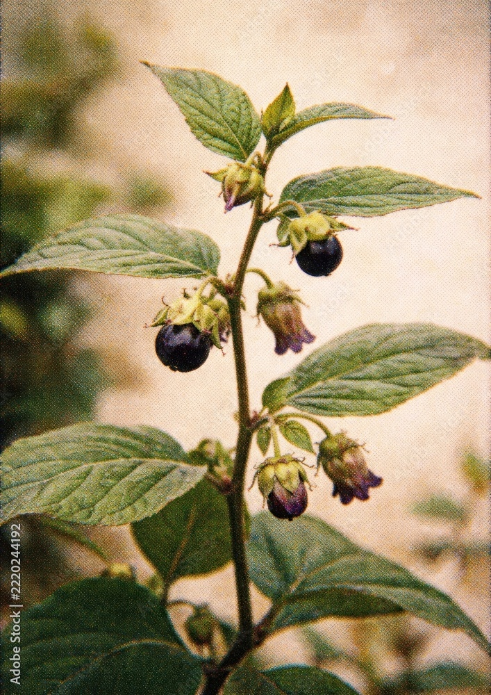 Fototapeta premium Vintage botanical berry illustration.