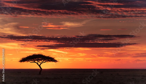 Isolated transparent tree silhouette during vibrant sunset over